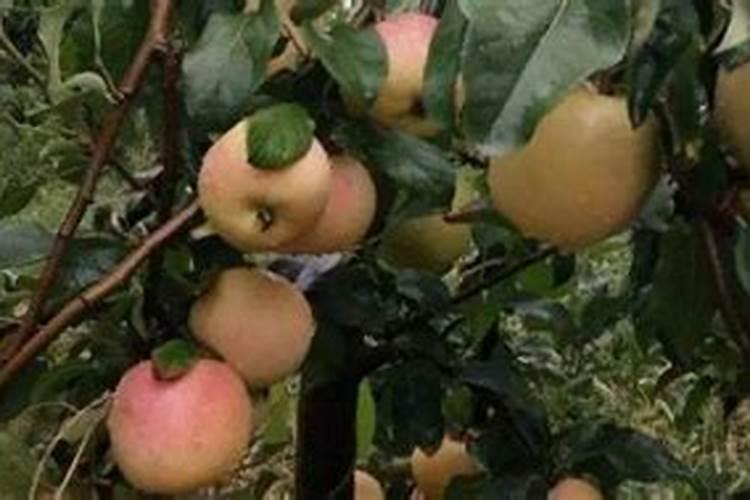 硝酸铵钙肥料喷施方法