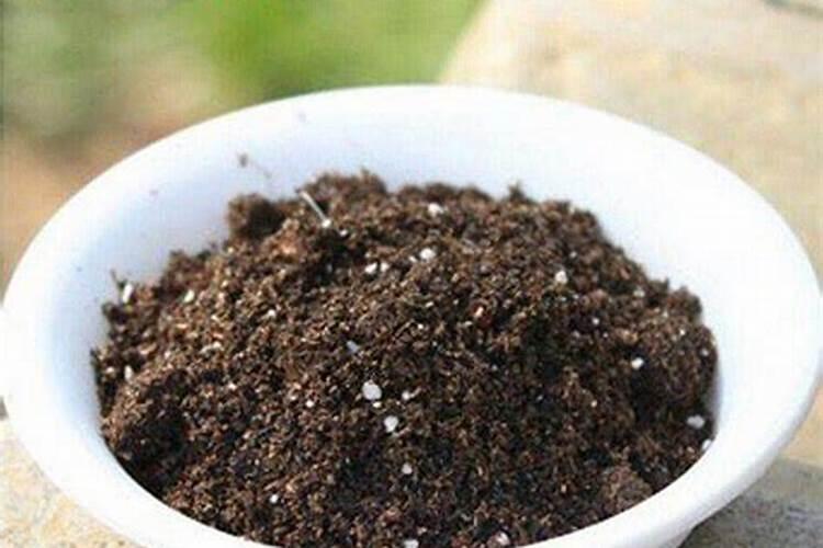营养土是直接用还是掺着用营养土怎么用比较好