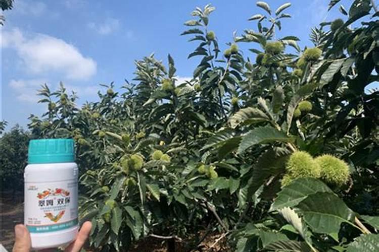 艾丽素的品牌荣誉