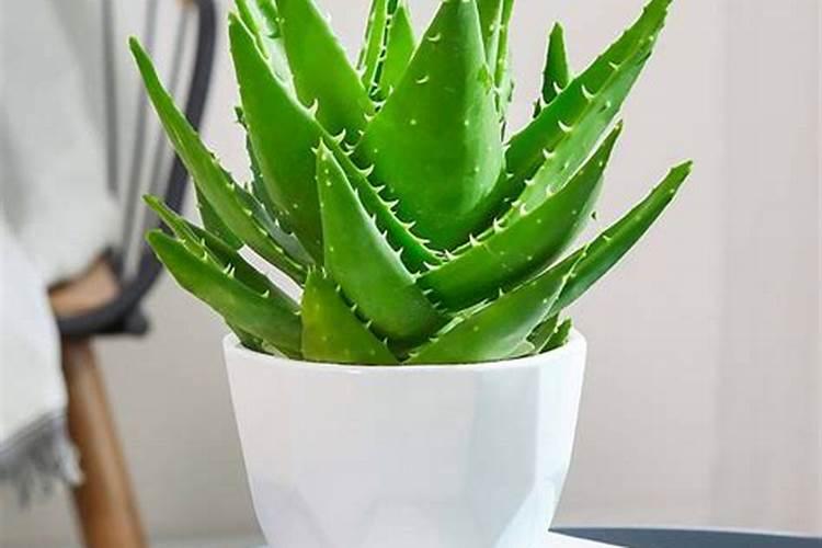 芦荟这样养护叶片肥厚
