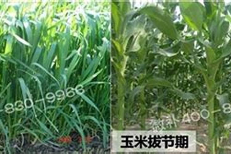 多肉乌木能用深盆养护吗