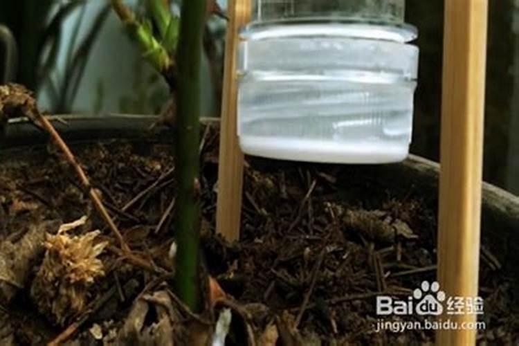 复合肥能泡水浇花吗,和直接放哪个好