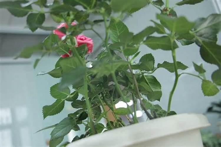 月季花施肥方法 怎样给月季花施肥