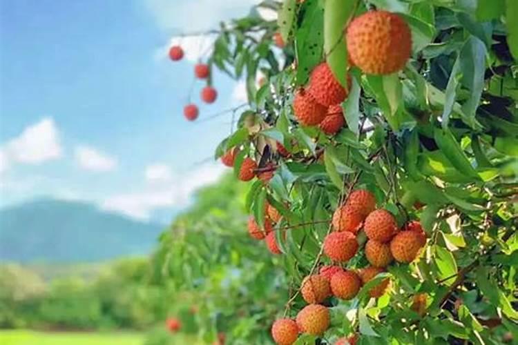 氮肥与尿素肥有什么区别