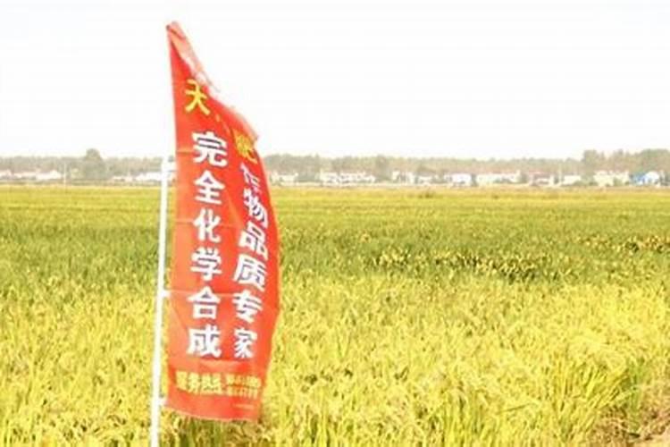 抛秧种水稻的农民,应该注意哪些问题