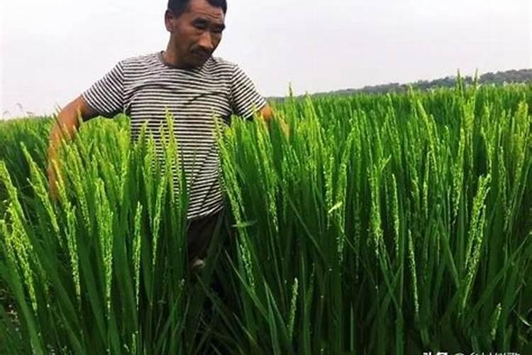 通禾833栽培要点