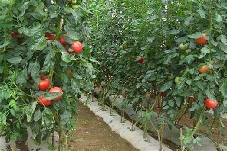 大棚西瓜种植用那款中微量元素水溶肥好