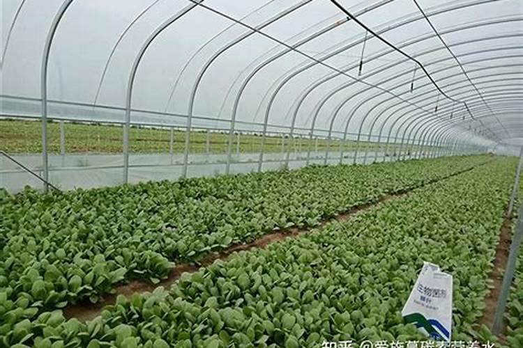 吊篮植物如何施肥