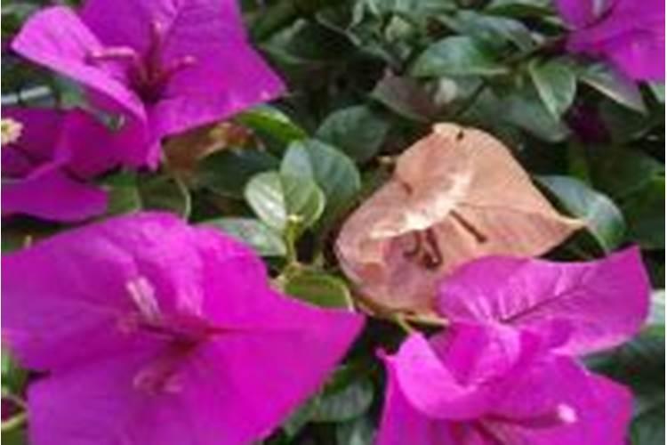 农村常用的钾肥是什么