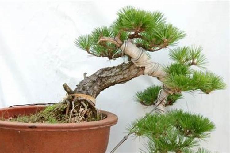 如何让黑松快速生根