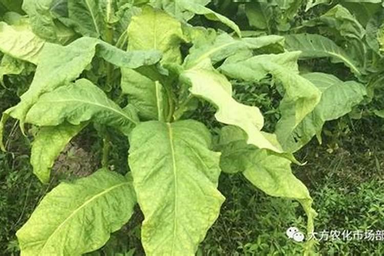 大红钾可以搭配什农药可以烤烟分层落黄