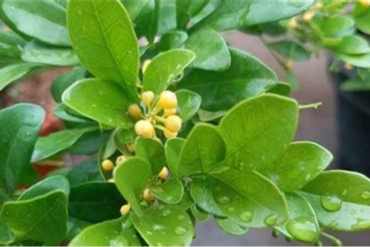 米兰浇什么肥料合适