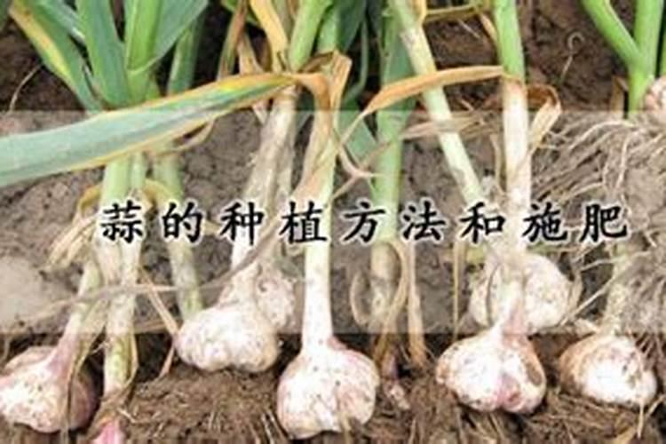 红蒜追肥补充红蒜的营养,红蒜追肥有哪些好的方法？