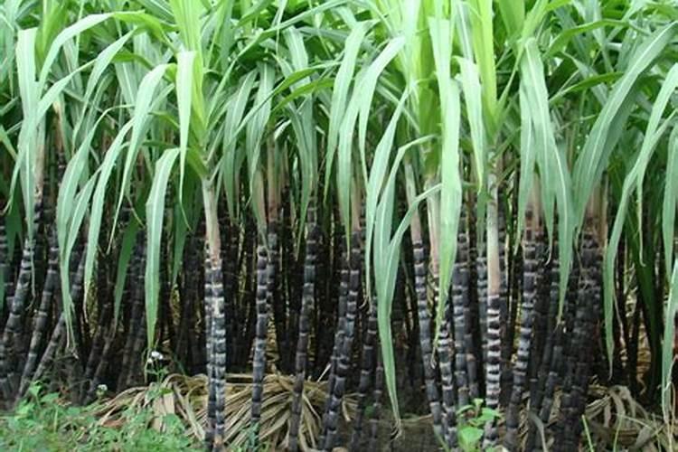 种黑皮甘蔗要施几次肥 如何施肥才高产