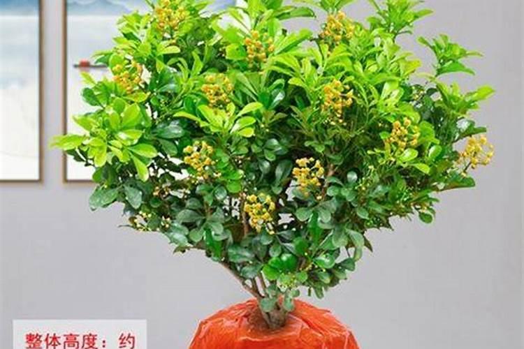 米兰花用什么肥料好米兰花如何养护