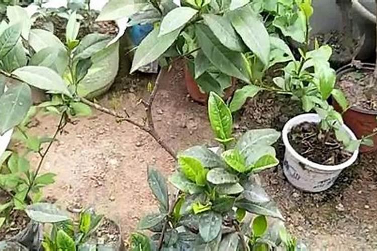 矿源黄腐酸、生化黄腐酸效果都一样？千万可别上当了!