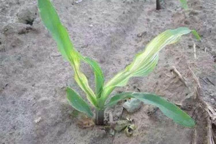 玉米苗黄苗弱喷什么叶面肥好