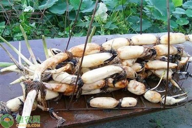 莲藕用什么肥料最好