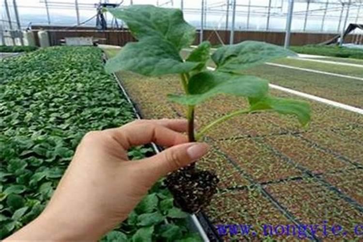 磷肥可以兑水浇吗