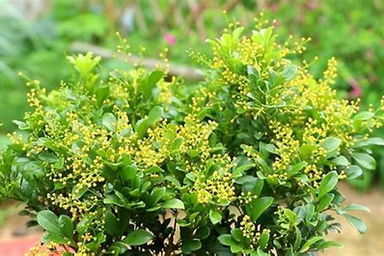 辣椒树冬季施肥方法有哪些 辣椒树冬季施肥方法