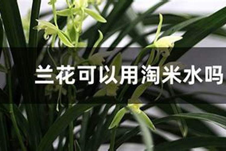 盆栽百合花叶子发黄怎么办