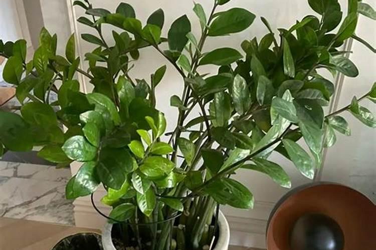 油渣发酵能浇多肉吗？