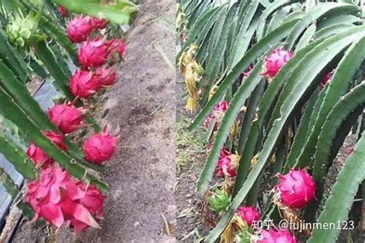 西红柿长多高才打顶