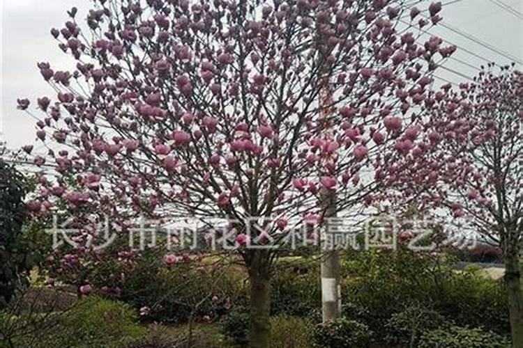 广玉兰树怎么施肥