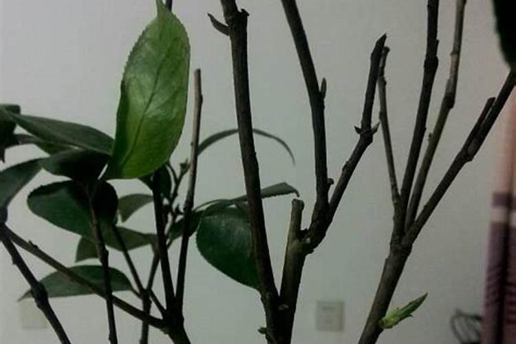 茶花的叶子干硬脱落什么原因