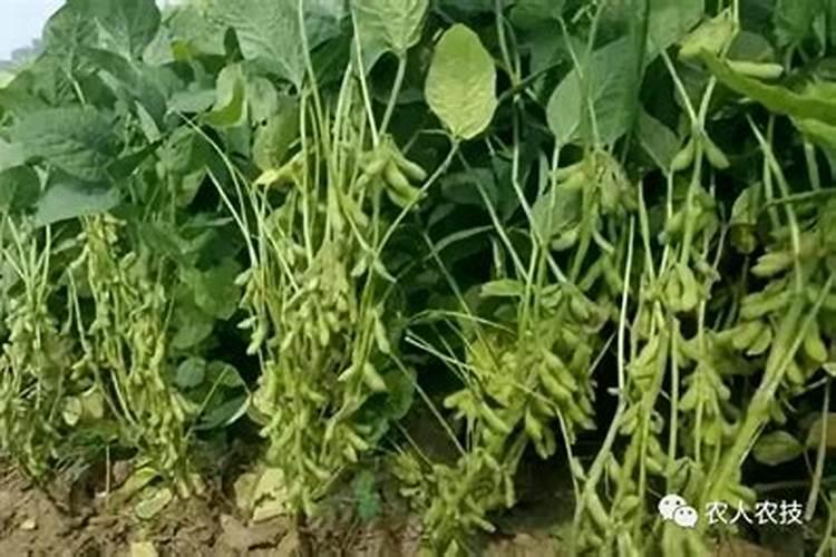 大豆用什么叶面肥效果最快呢