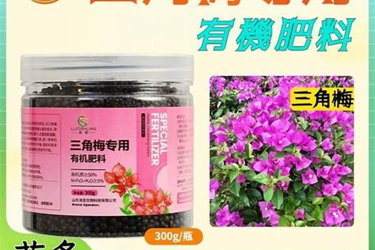 盆栽三角梅怎么施肥