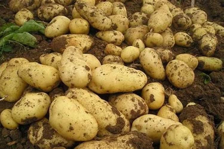 家里养花用什么肥料最好养  花的肥料怎么做