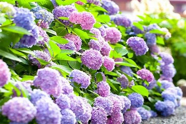 和爬山虎一样,但叶子是红的.是什么植物？学校有的,