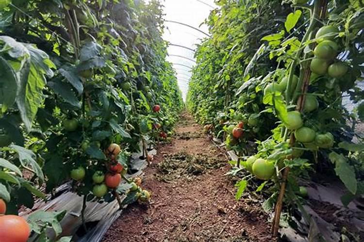 西红柿什么时候追钾肥好西红柿熟了一亩地追多少斤钾肥？