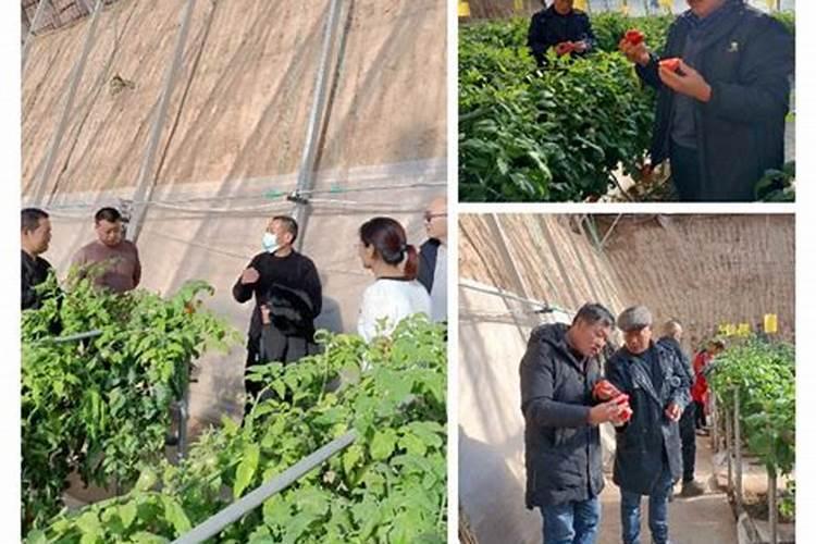 西红柿需要什么肥才能长得大,出现肥害如何解救