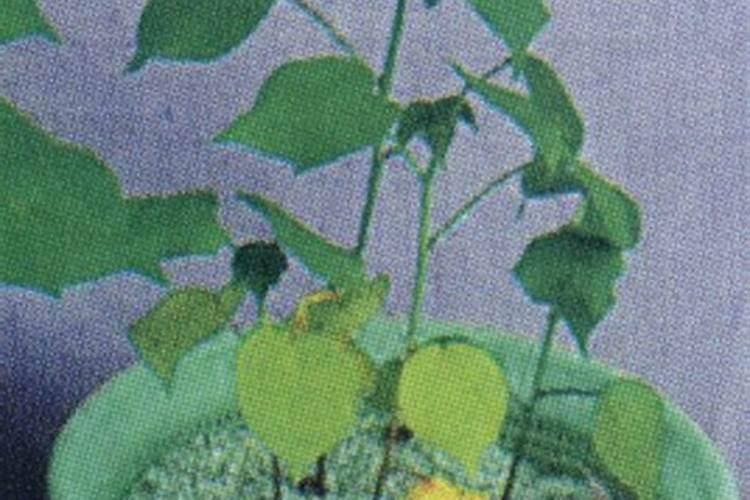 请问一下在新疆石河子包地种棉花没有经验的可以吗？还有就是种棉花的...