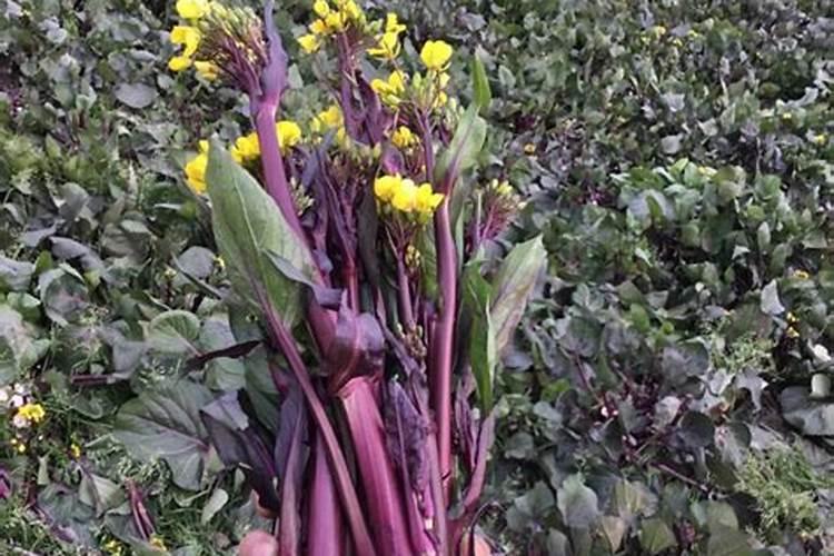 红菜苔最忌什么肥料