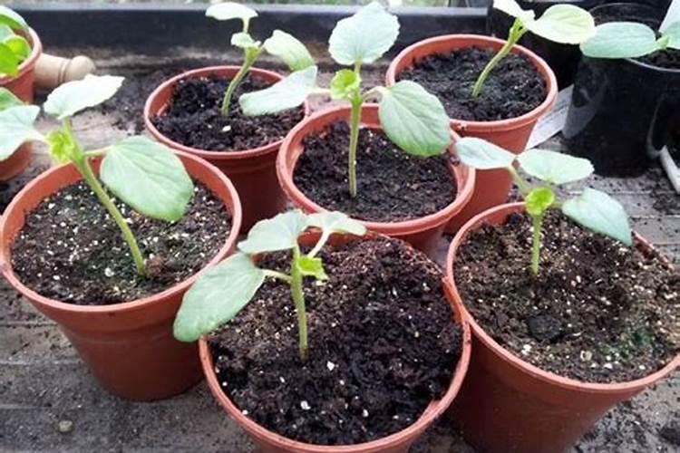 秋葵在什么时候施肥 秋葵移植后施什么肥好