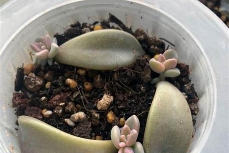 盆栽多肉植物施什么肥