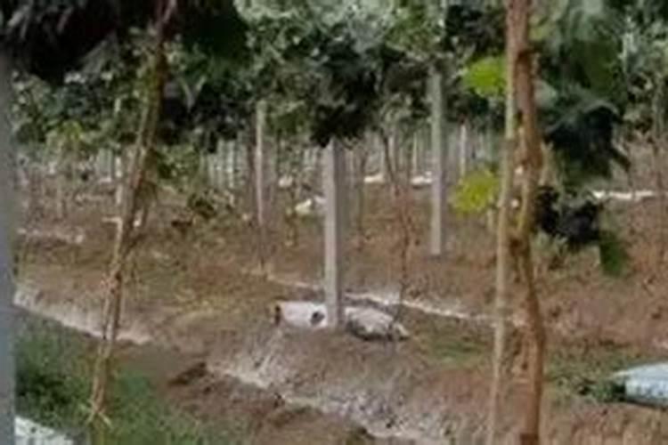 葡萄转色期用高磷肥能行不 葡萄上色期施肥注意事项