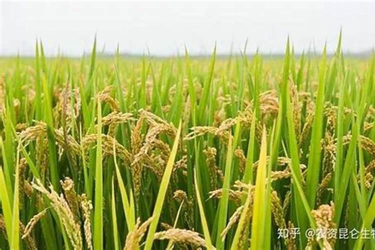 水稻一亩地用多少钾肥