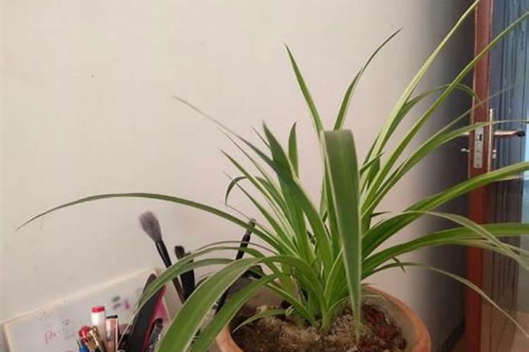 怎样养吊兰叶子会变宽？吊兰的种植方法