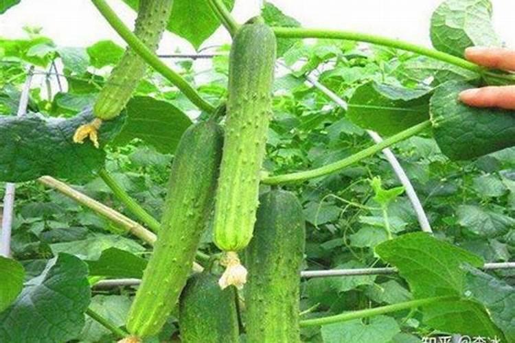 冬季黄瓜施肥管理技巧多