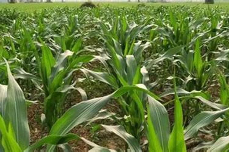 玉米喷叶面肥有用吗