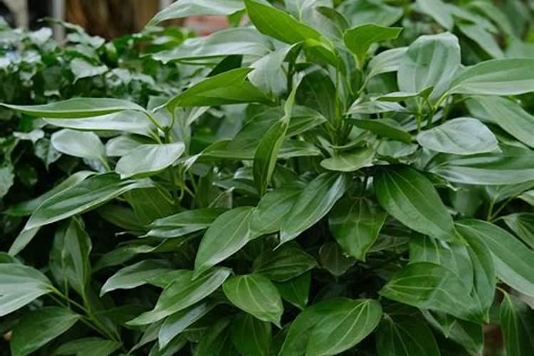 平安树肥料用多了怎么办