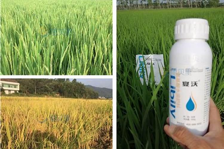 魔芋种植什么时候施肥合适？魔芋用哪种肥料产量高？