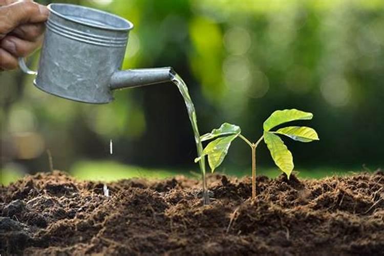 复合肥施入土壤多久吸收