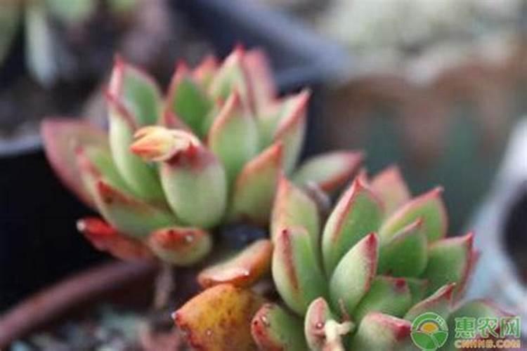 给花浇点神仙水,3天黄叶变绿叶,根壮好过冬!