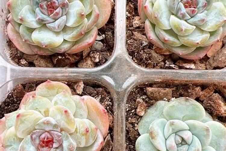 复合肥100斤价格表