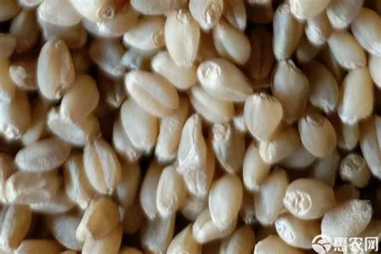 颗粒水溶肥一亩地用多少